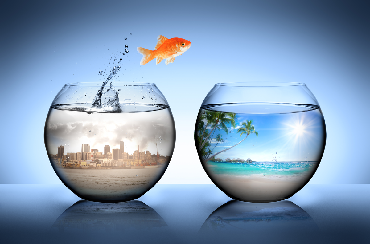 fish jumping out of bowl